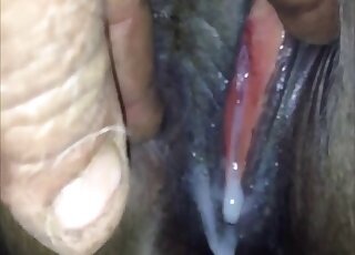 Cow animal sex