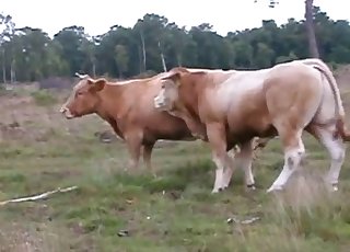 Vaca
